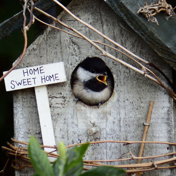~ Home is where you build your nest ~ - Picture 5 of 5